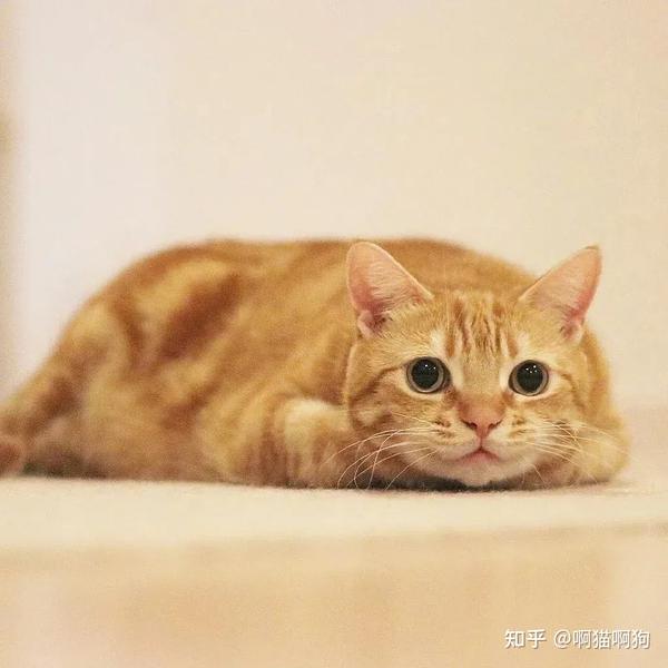 大胖橘让人望而却步，快来看看为什么不建议养“橘猫”？ - 知乎
