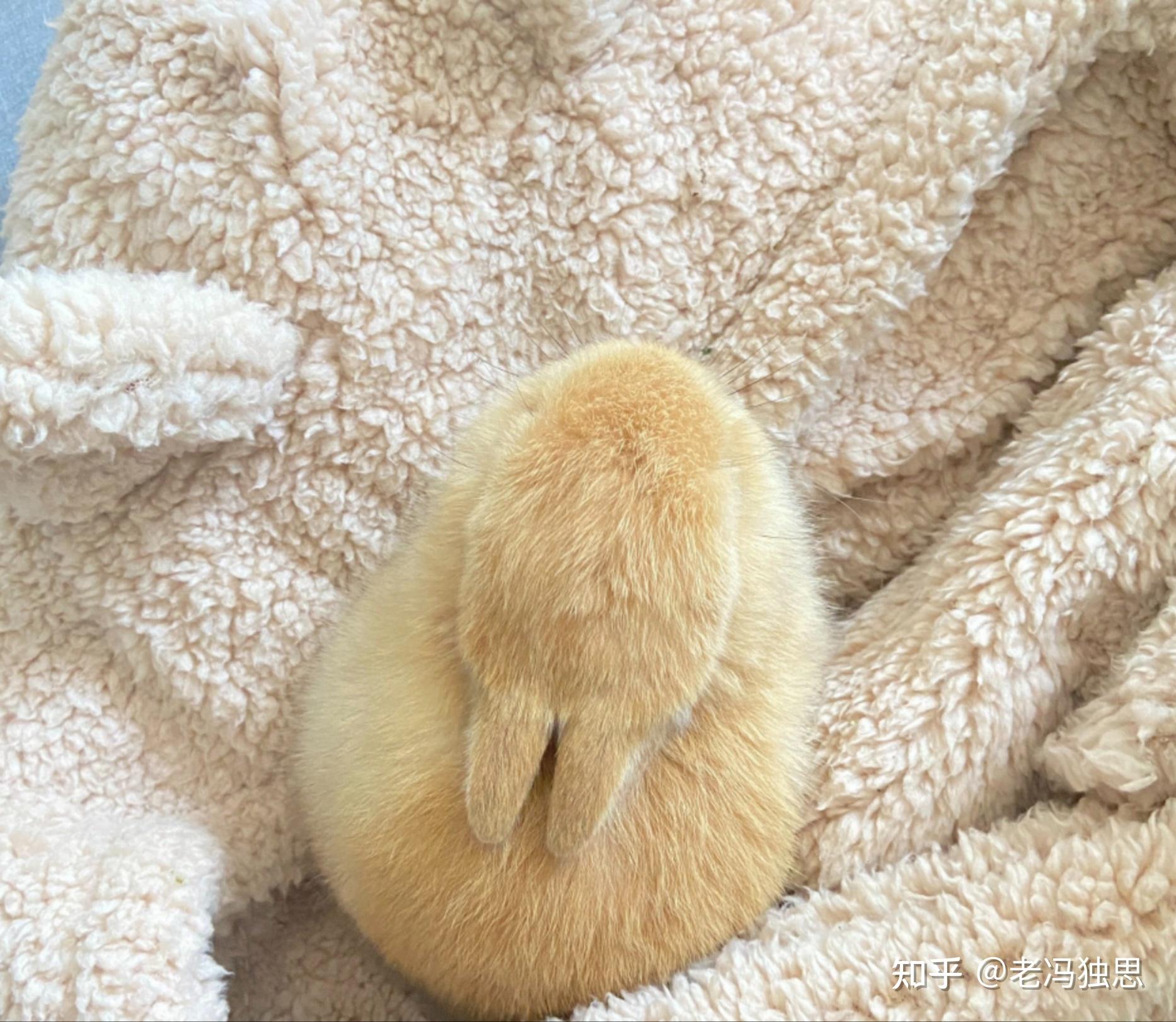 时间久了兔子容易得脚膜炎,因为兔子的脚没有肉垫缓冲保护