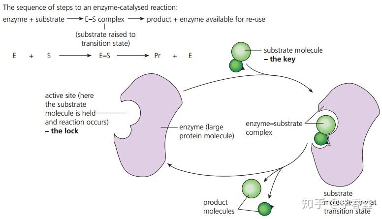 Topic 2.5 Enzymes 酶 - 知乎