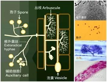目前最全的丛枝菌根真菌基因组（8个菌种） - 知乎