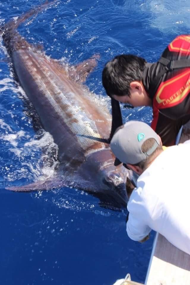 澳洲 单挑140kg 太平洋蓝旗鱼