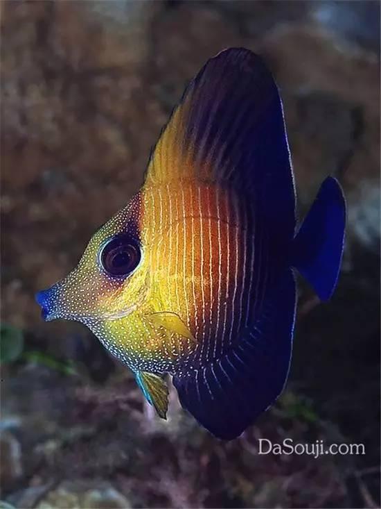 青雀金透红小丑紫青拟雀鲷濑鱼元宝鹦鹉鱼丝鳍拟花鮨盖马氏盔鱼热带鱼