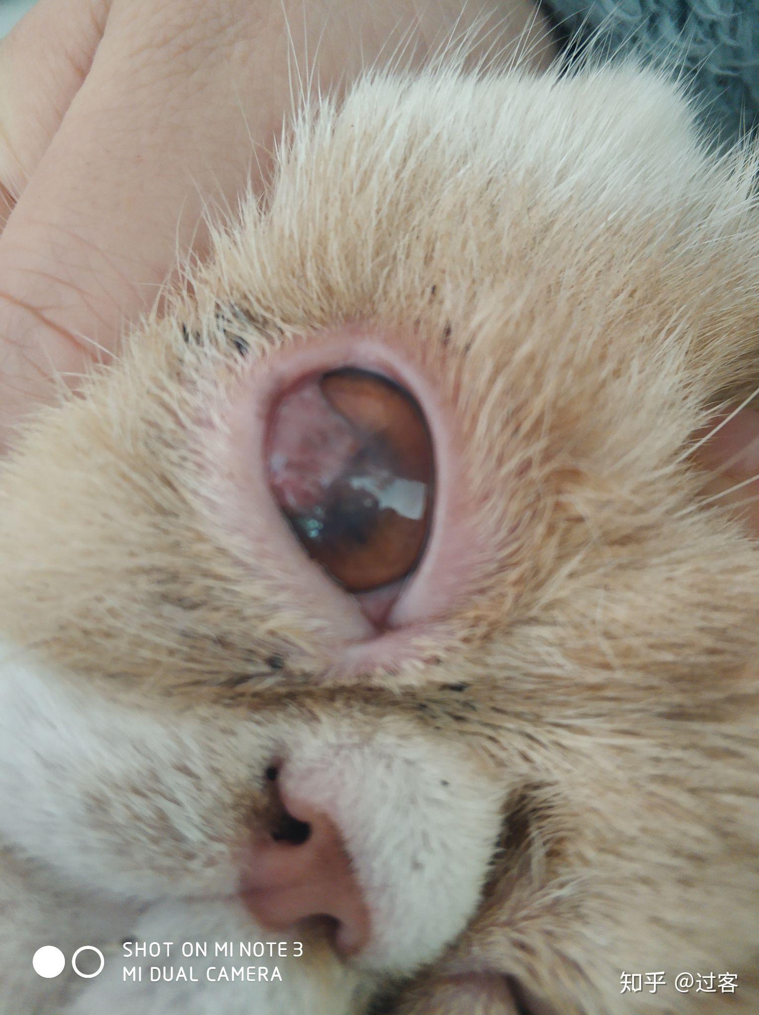 猫咪葡萄膜炎症状图片图片