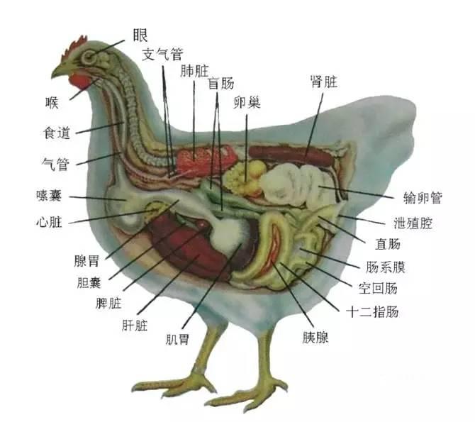 东东养鸡课堂每日分享如何检查死鸡的器官判断疾病