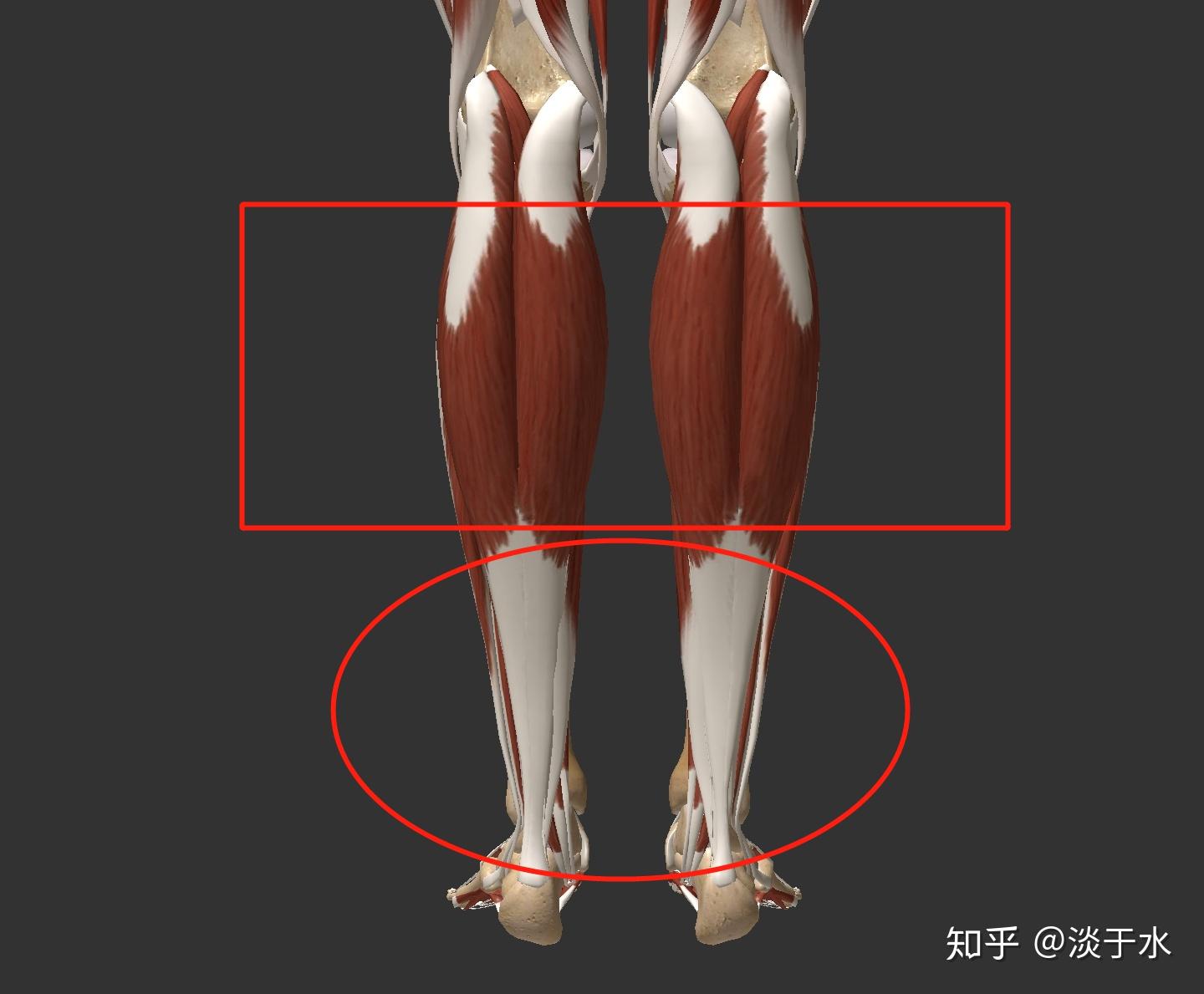 股内侧肌的激活与进阶性训练 - 知乎