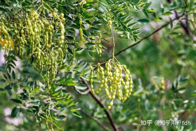 常见的10种行道树盘点 知乎 