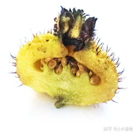 贵州特色水果,水果界的维C天花板——刺梨 - 知乎