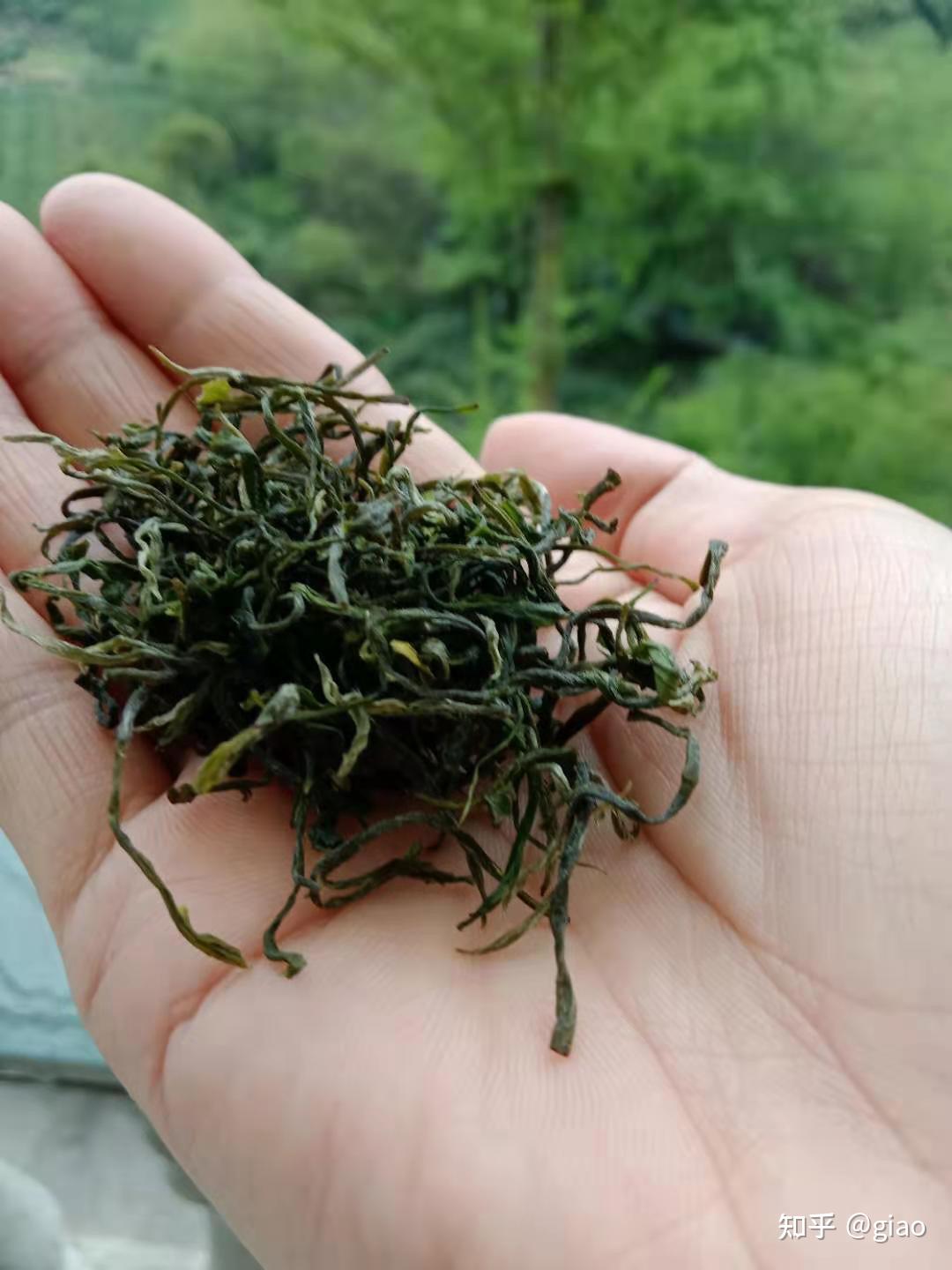霄坑绿茶 - 知乎
