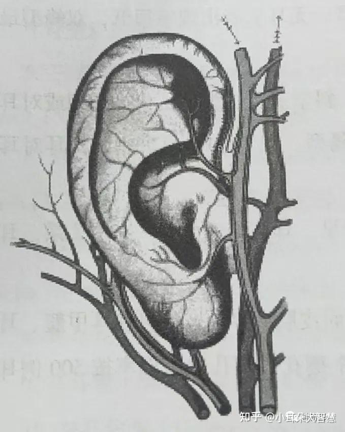益康耳穴:耳郭的解剖结构,耳郭的血管以及耳郭的淋巴!