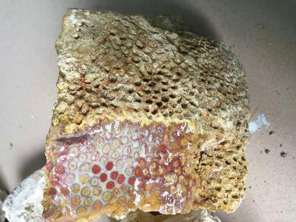 这些珊瑚玉原石千万别碰