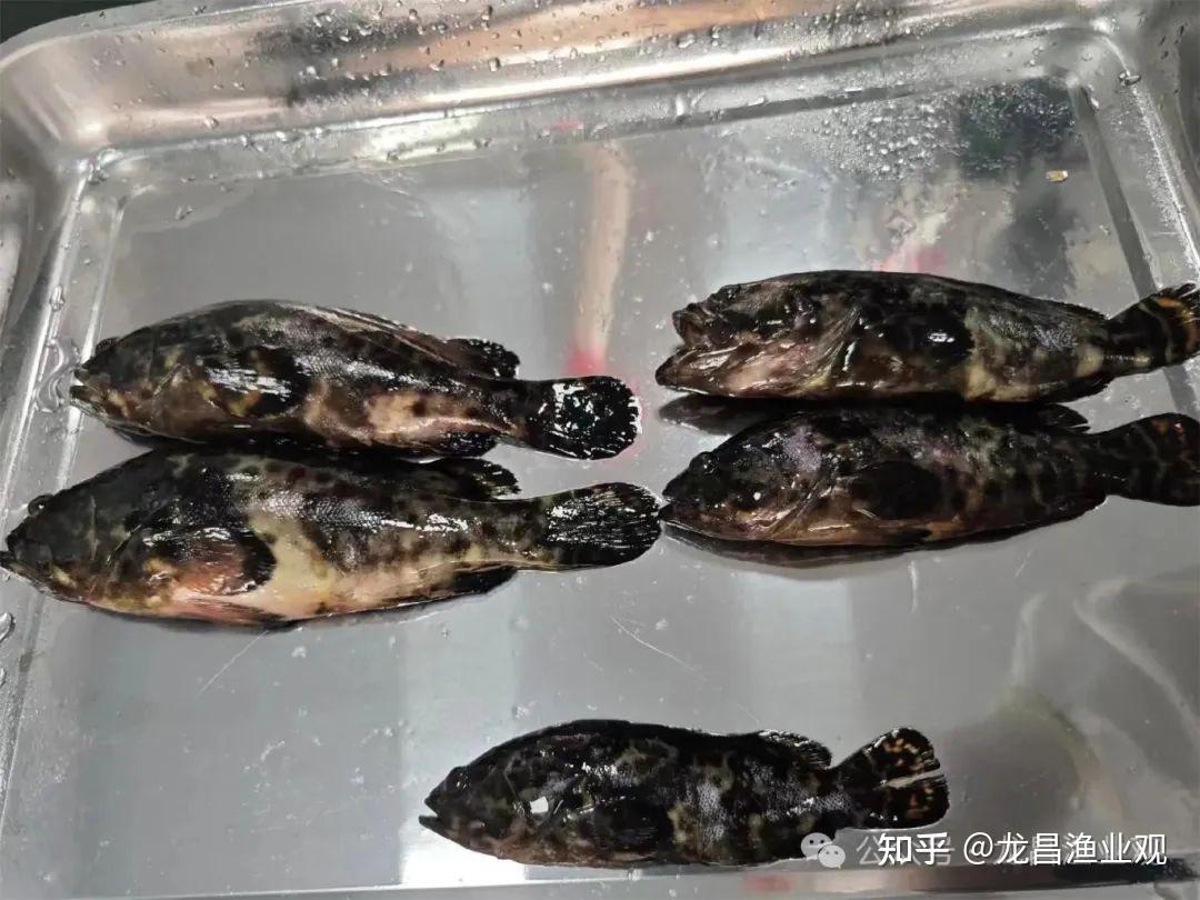 珍珠龙趸400g,龙趸1kg之前都是易感期.