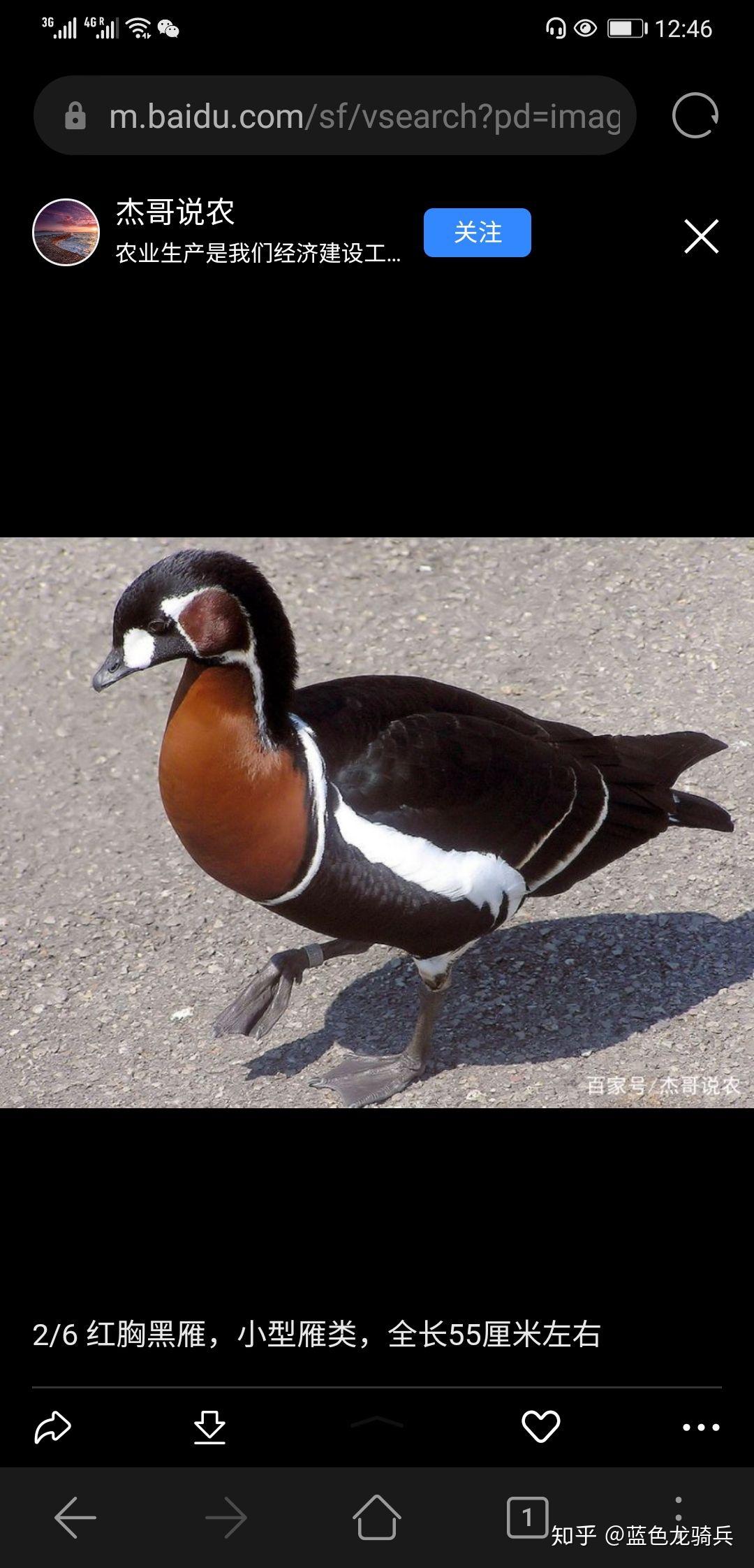 的卢马是什么颜色的