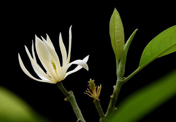 家有白兰花 记牢施肥这几个时期 芳香浓郁 知乎