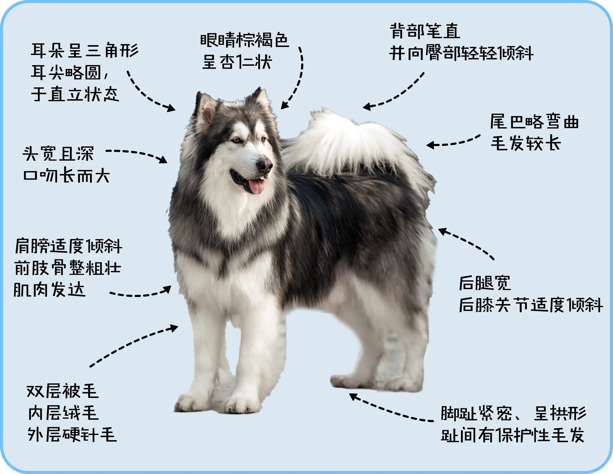 阿拉斯加|"雪橇三傻"的大傻?雪地王子?