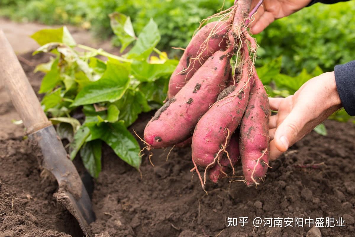 紫薯怎么保存 保存紫薯有妙招，教你好技巧，紫薯越放越甜，久放也不烂不长芽 | 说明书网