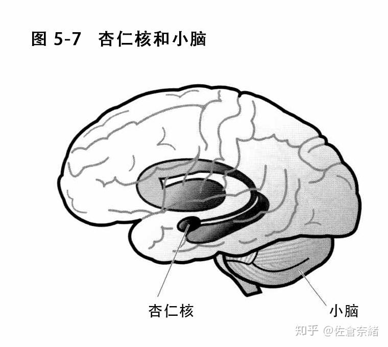 阿斯伯格综合征的孩子们【21】脑成像研究 知乎