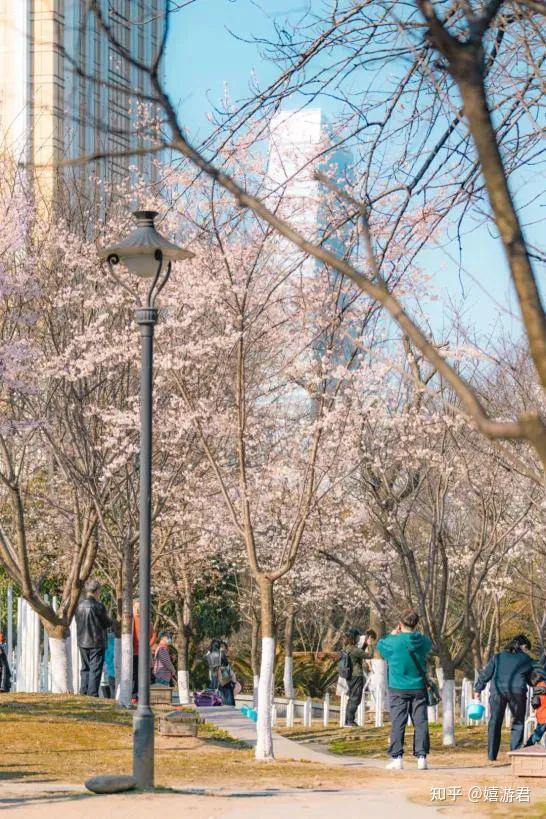 像大花園的市民公園武漢人自留的賞櫻地江灘公園把武大和櫻花園留給