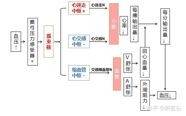 谷谷给你解析血压控制机制 - 知乎