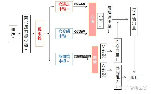 血压调节图解图片