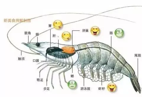 【饮食科普】小龙虾的头到底能不能吃,看完惊出一身冷汗!