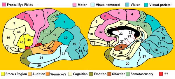 大脑皮层的 brodaman 分区与其对应的功能示意图