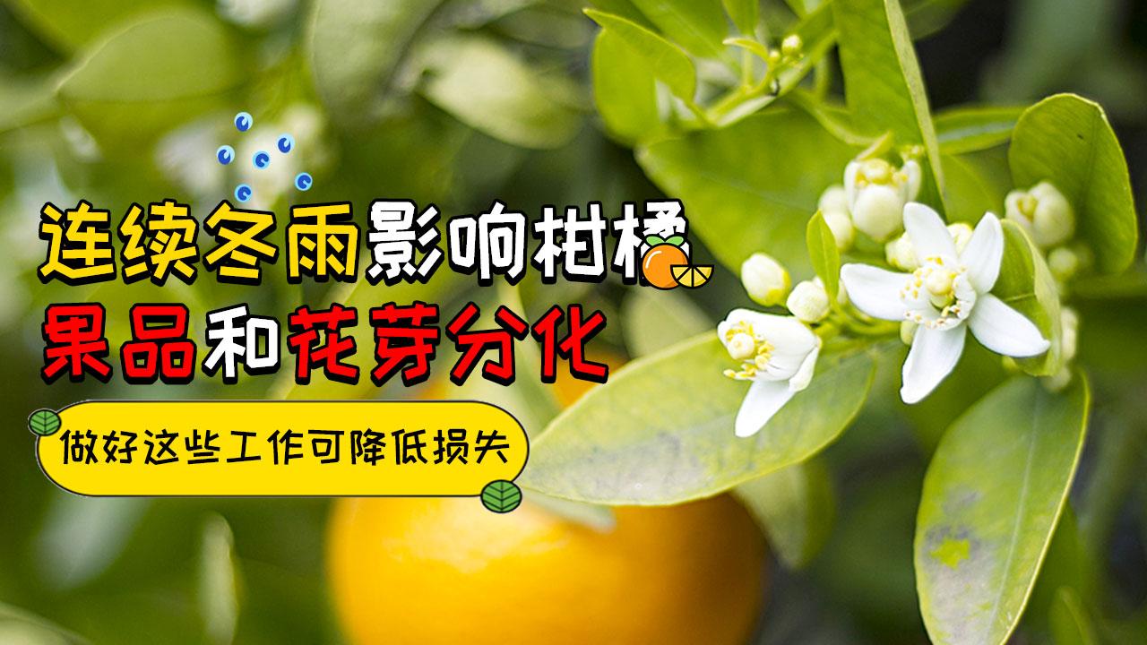 连续冬雨影响柑橘果品和花芽分化 做好这些工作可降损失 知乎