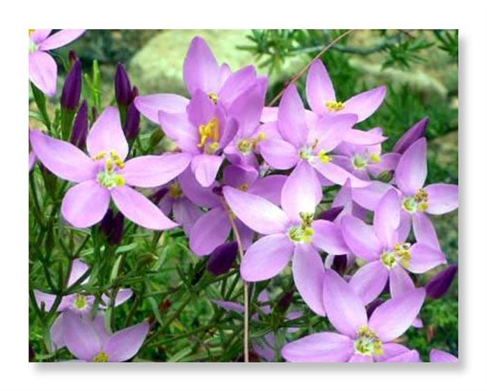 6月7日的生辰花 百金花 知乎 6月7日的生辰花 百金花 知乎