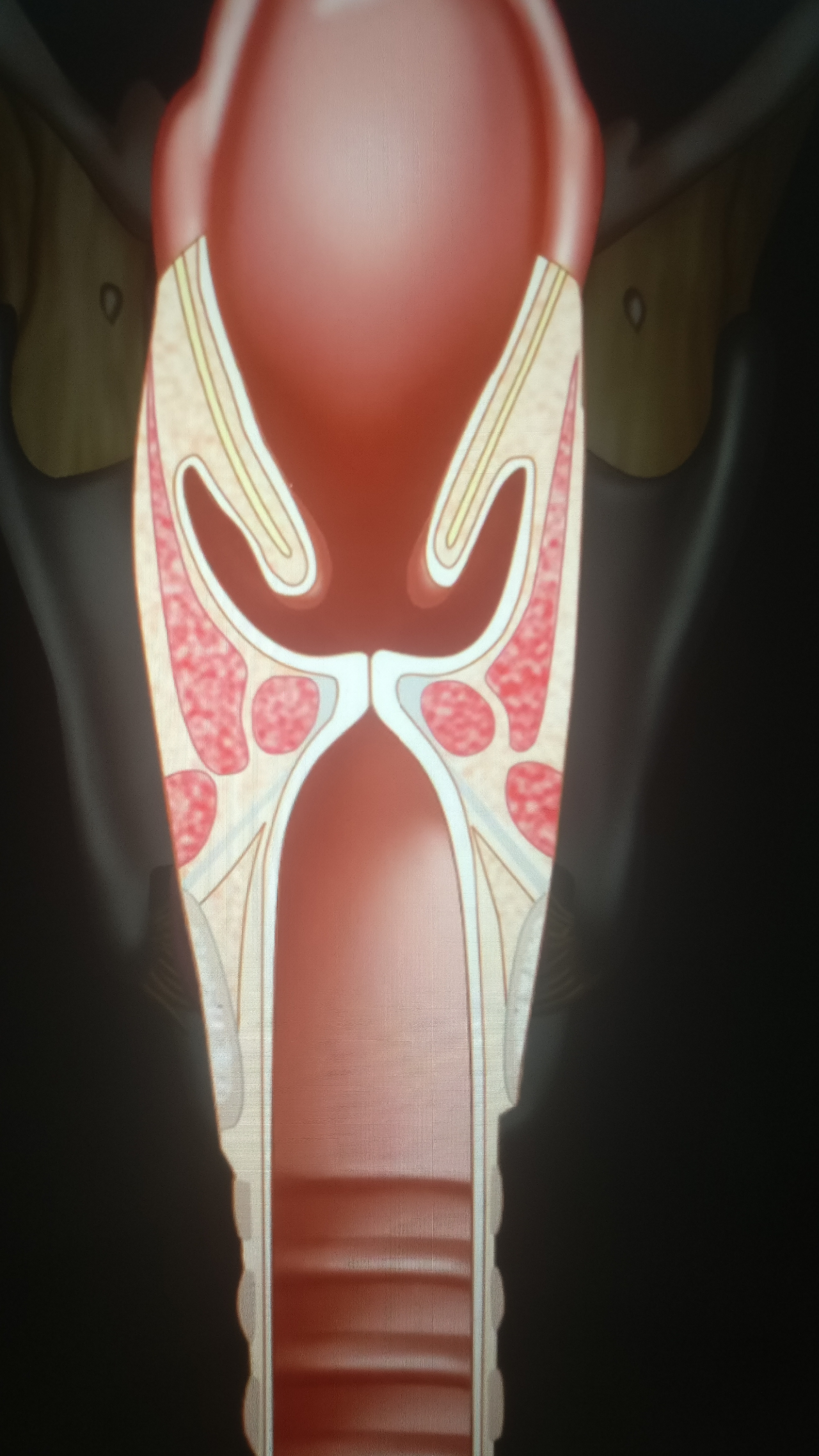 唱歌声音小但是气息会用高音能上?