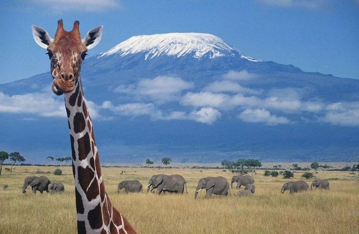 登上乞力马扎罗你会看到什么