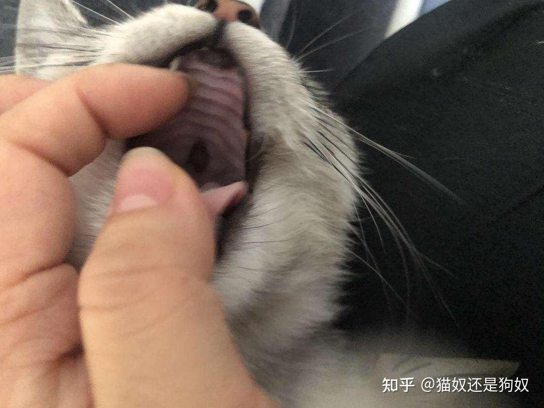 猫咪有这几种特征说明它很旺家好好珍惜吧