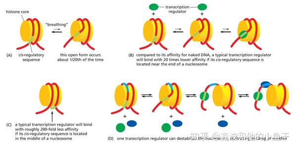 浅谈转录因子及研究方法——以植物wrky家族为例