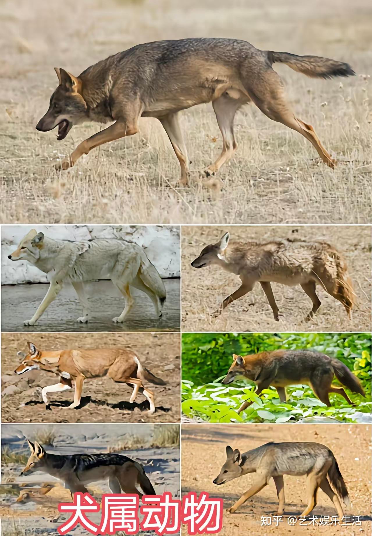 犬属的8种狼,都是生态位上的顶级掠食者 - 知乎