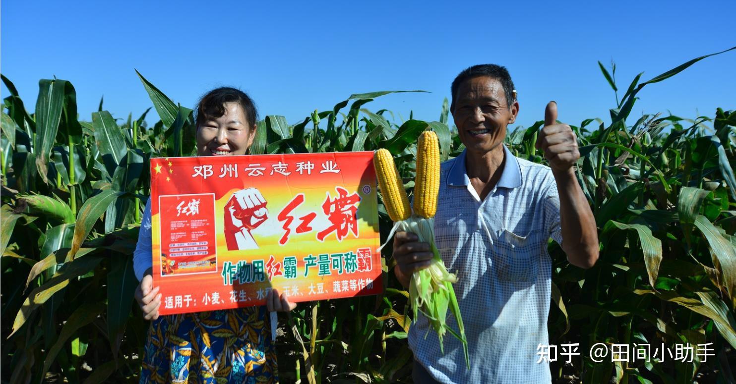 6,用红霸,活杆成熟