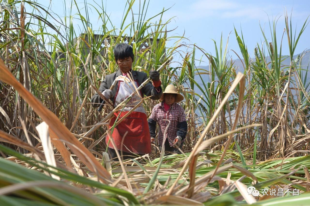曹丹凤(下文称小猪),是湖北宜昌人,也是一个地地道道的吃货,当初会