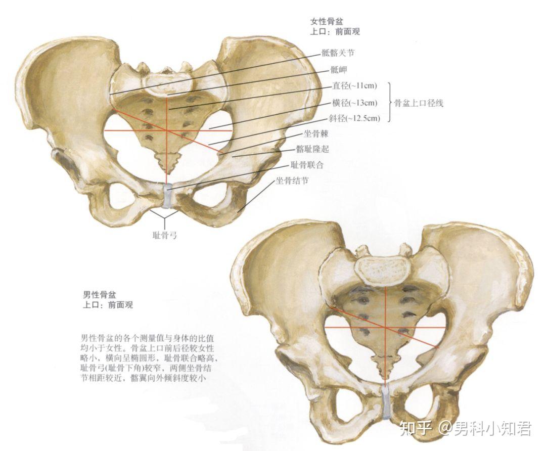 骨盆右斜径图示图片