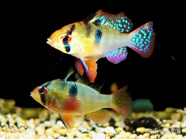 a :市场上只有一个主流品种,但市场上会有较多体色不一样的荷兰凤凰鱼