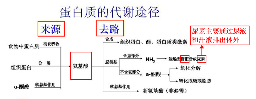 蛋白质的代谢过程图解图片