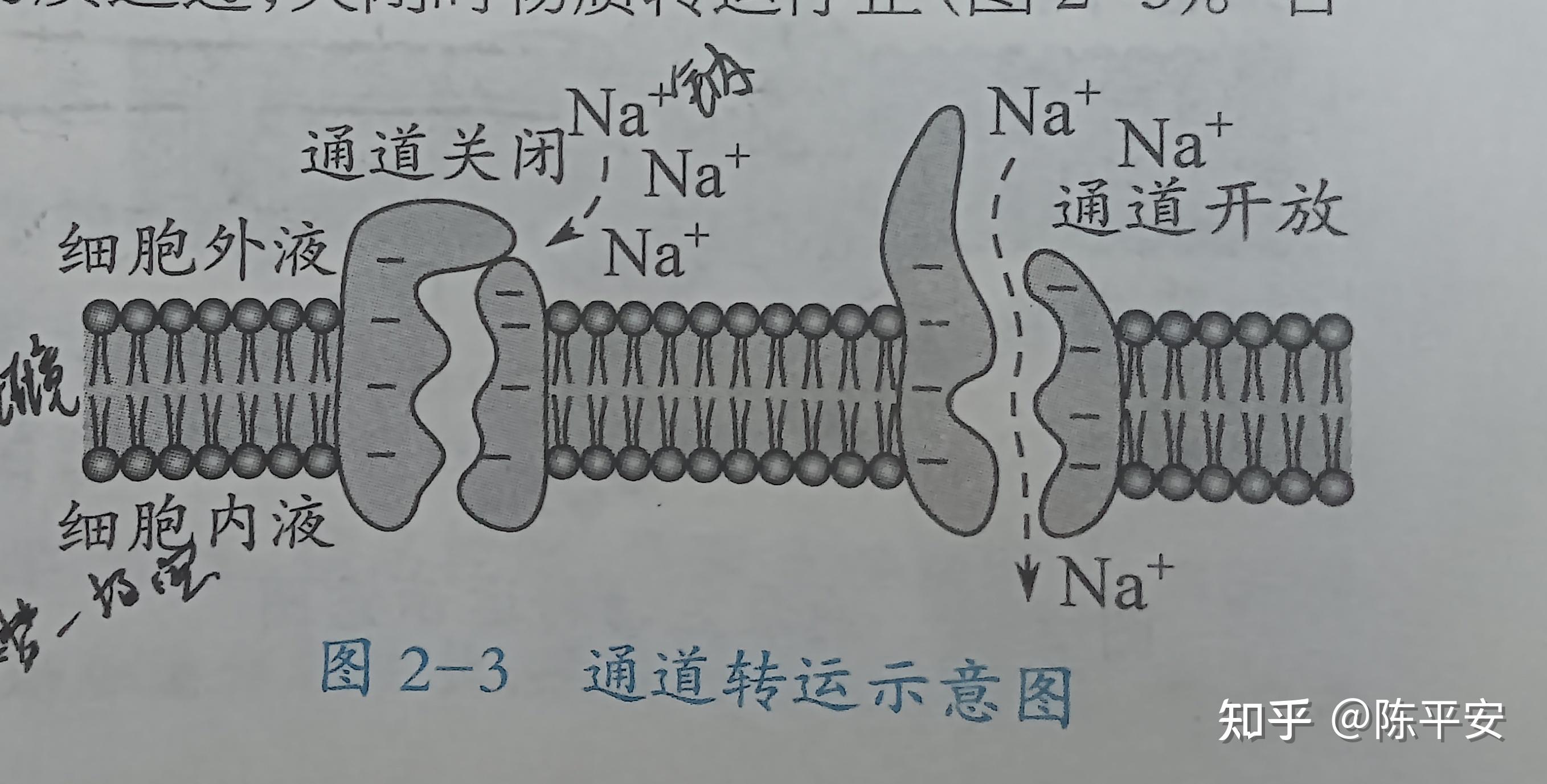 细胞的基本功能 - 知乎