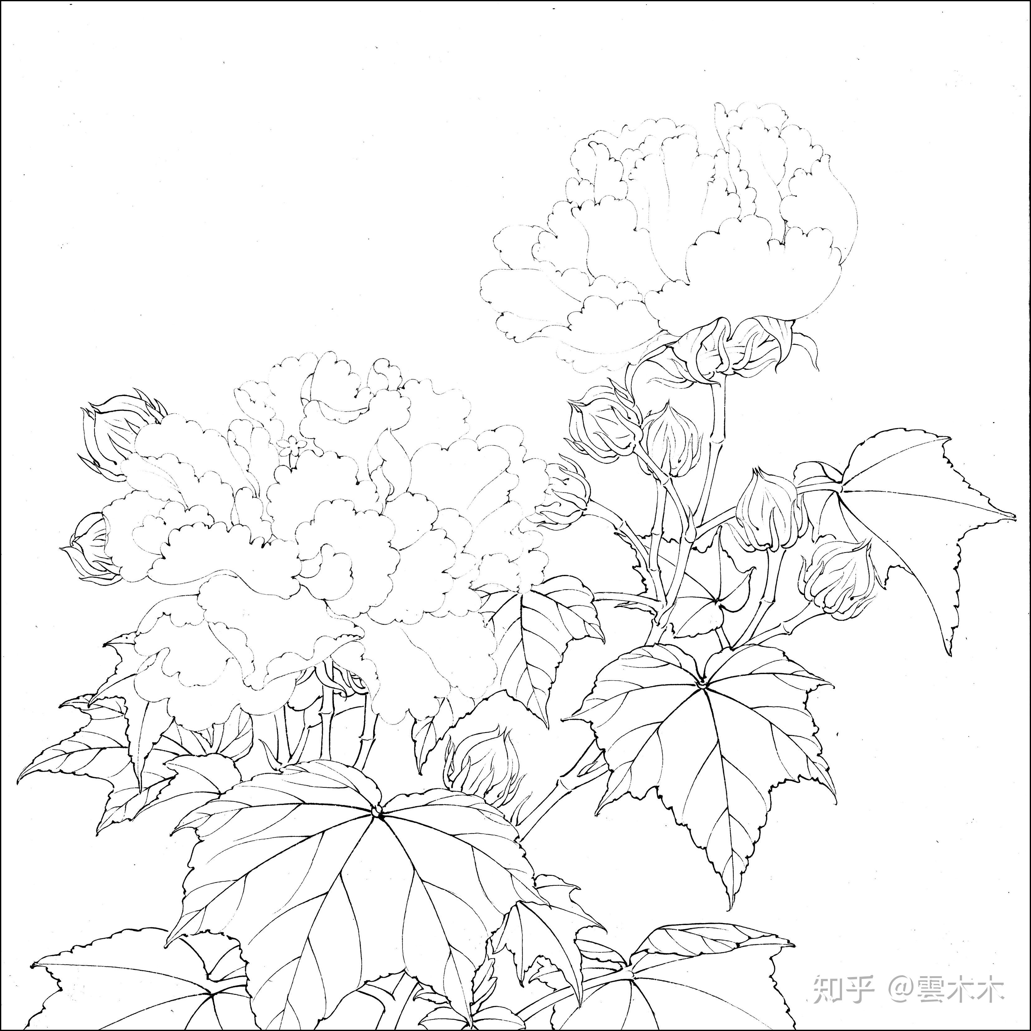 红白芙蓉图 画法图片