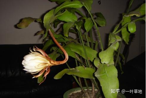 和我一起生活的昙花 - 知乎