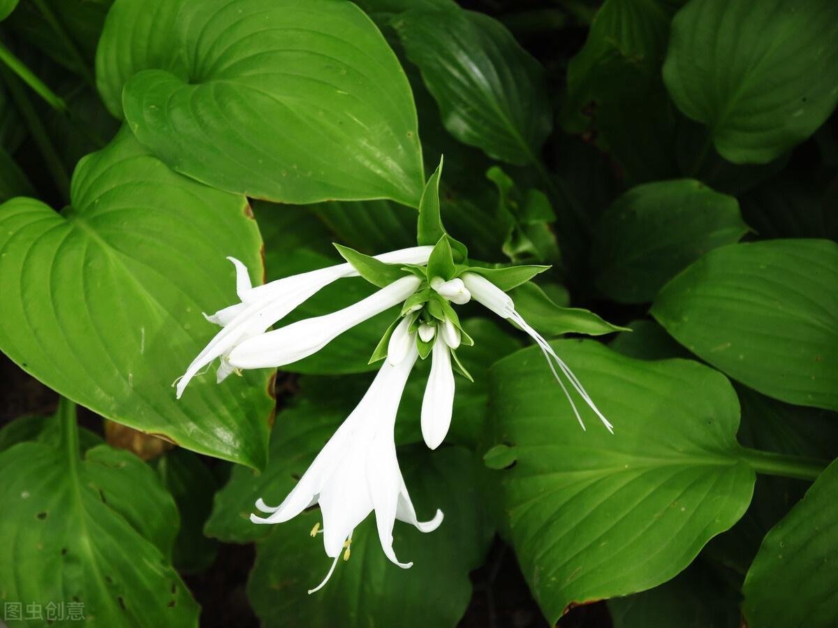 常见庭院花卉介绍——「玉簪」 - 知乎