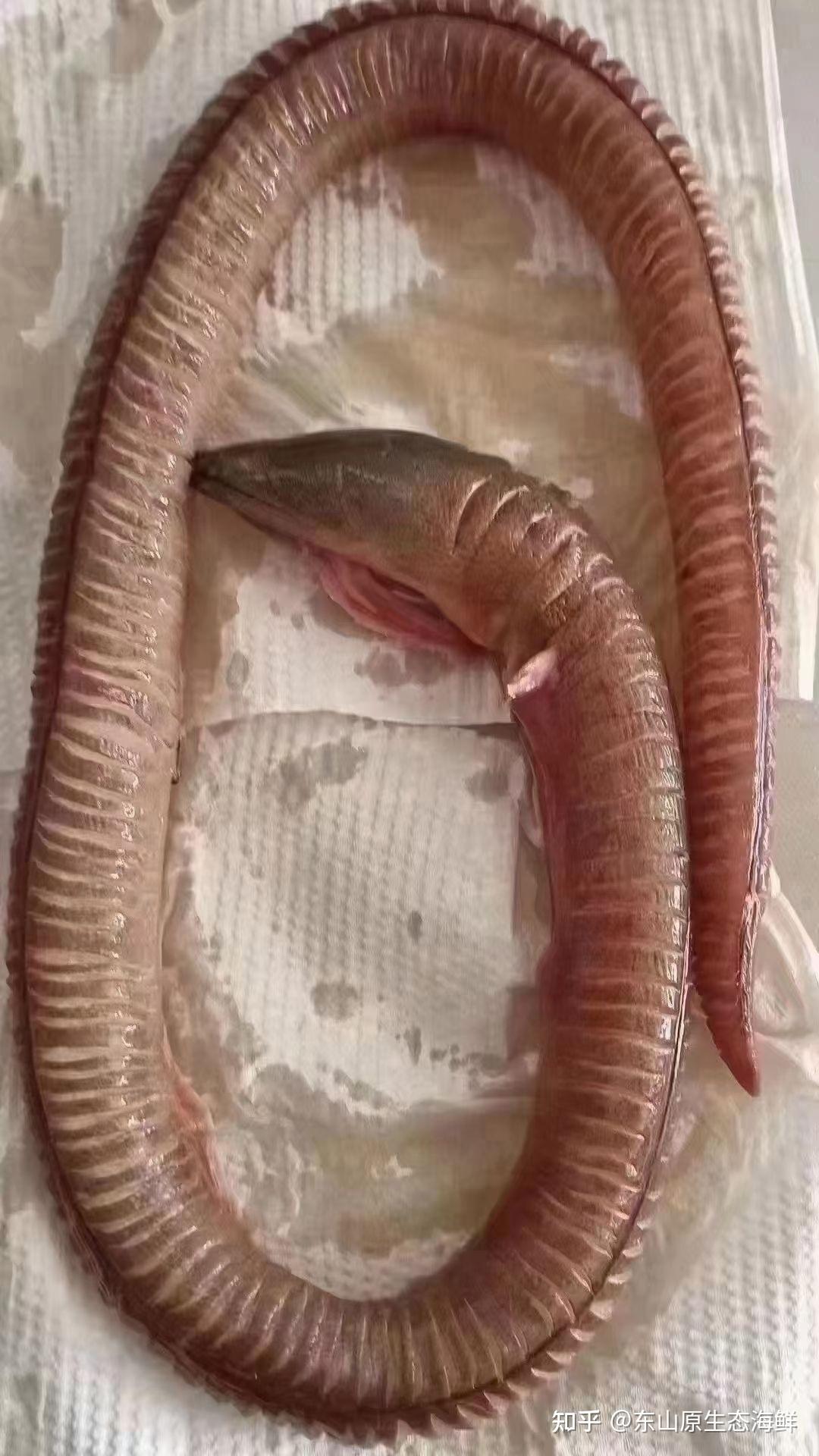 野生土龙，它的学名叫波露豆齿蛇鳗 ，对腰骨具有神奇的食疗效果 - 知乎