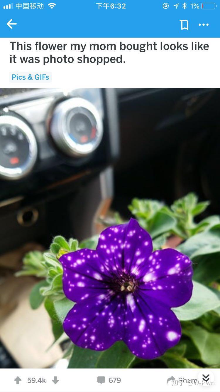 猎奇一种看起来很塑料的星空矮牵牛