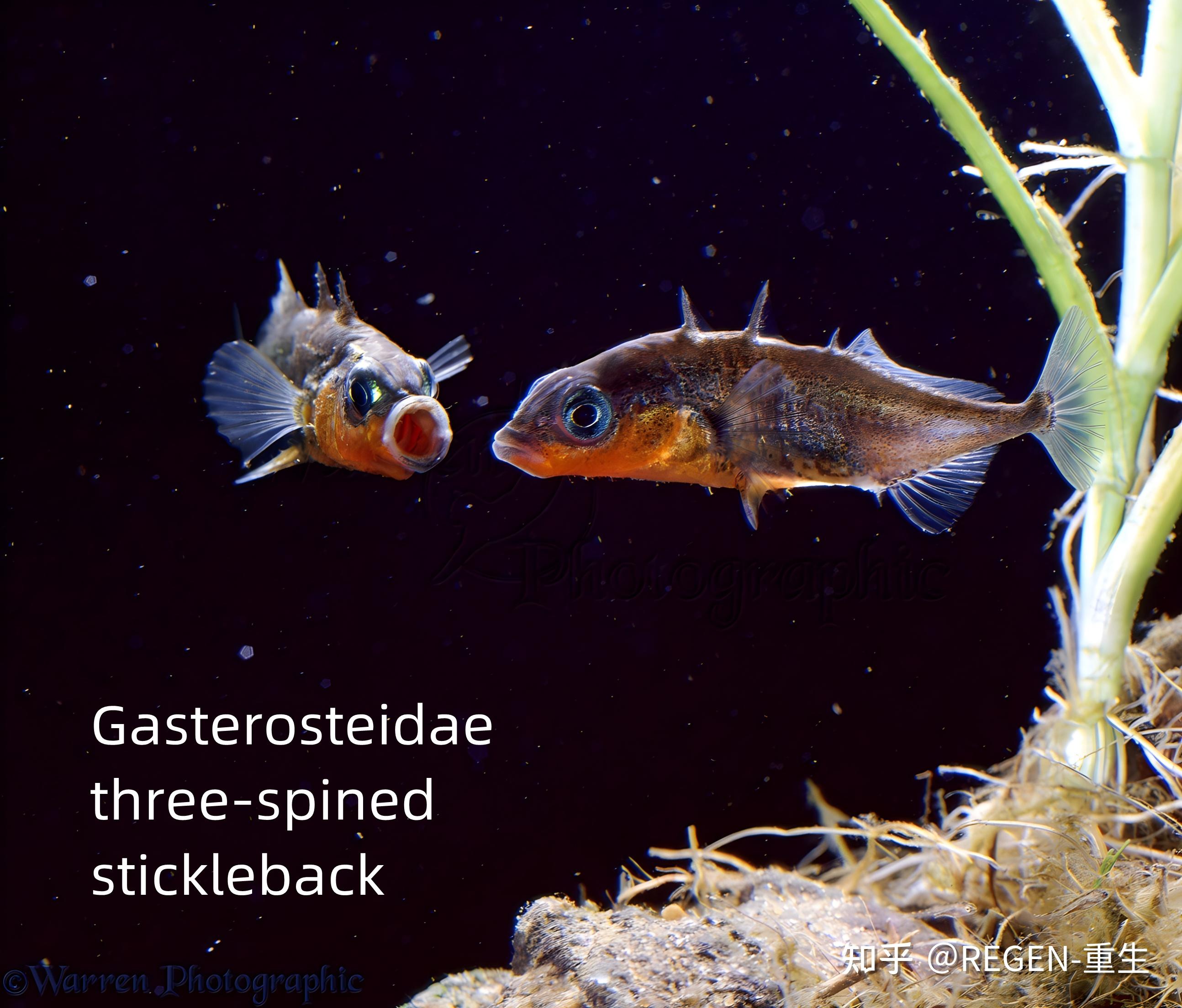 刺鱼 - 刺鱼科(Gasterosteidae) - 知乎