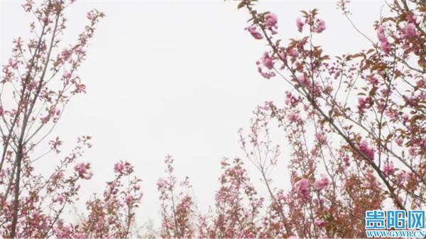 贵安樱花园:早樱渐入尾期 晚樱接力绽放 - 知乎