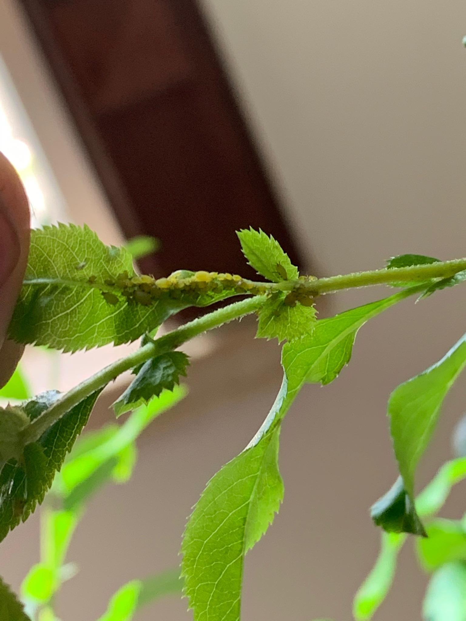 猫爪草长啥样有啥用 v2-9b68e34517186987c443449afffa0d0b_r.jpg