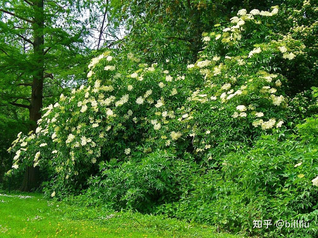 接骨木莓牛骨肽酒图片