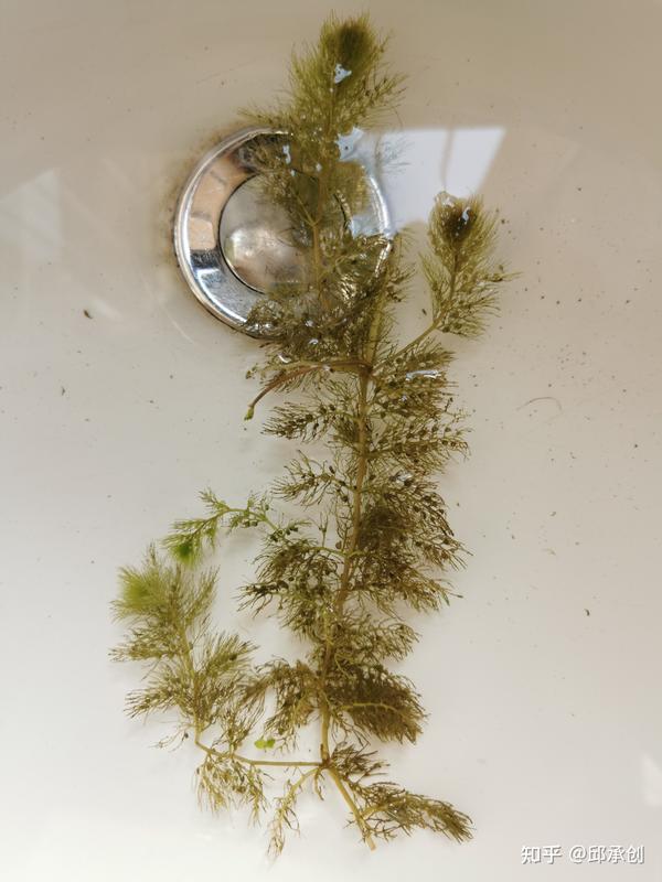 鱼缸里种什么种类的水草最容易打理 请推荐几种好养好看的