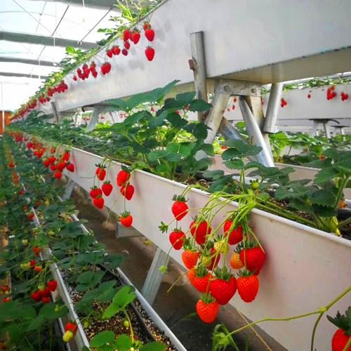 大棚里的草莓你知道是怎么种植的吗