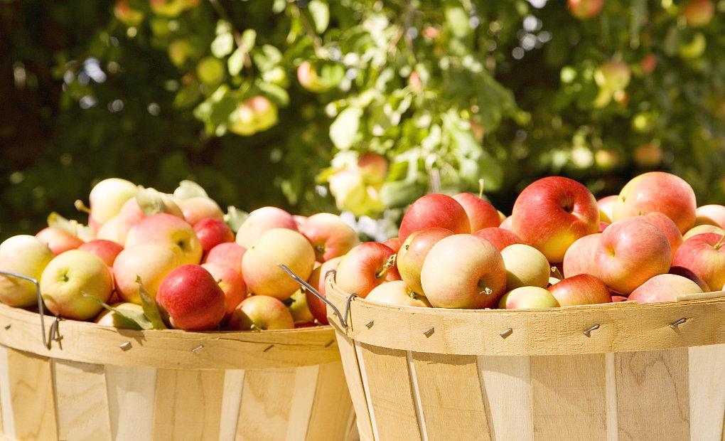 希望在下个秋天来临时,我可以收获满满的一筐苹果 - 知乎